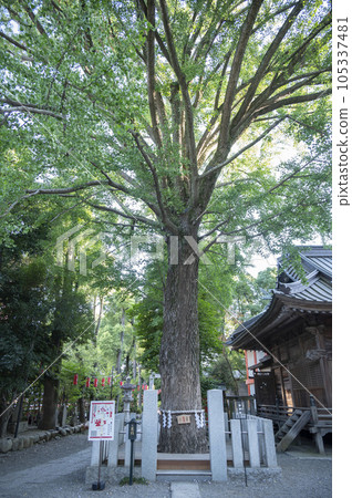 田無神社的神樹 105337481