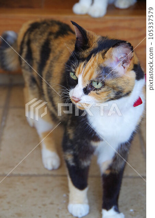 A cat looking around to go outside A cat looking around to go outside 105337579
