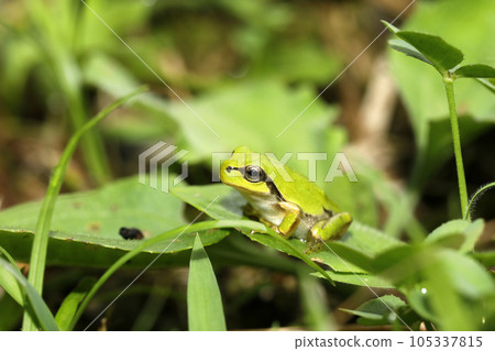 Japanese tree frog juvenile 105337815