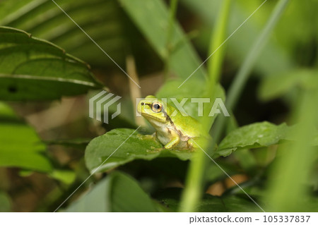 Japanese tree frog juvenile 105337837