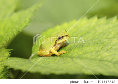 Japanese tree frog juvenile 105337838