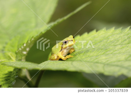 Japanese tree frog juvenile Japanese tree frog juvenile 105337839