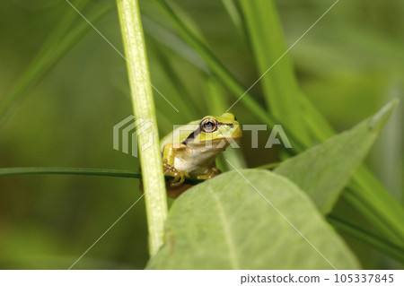 Japanese tree frog juvenile 105337845