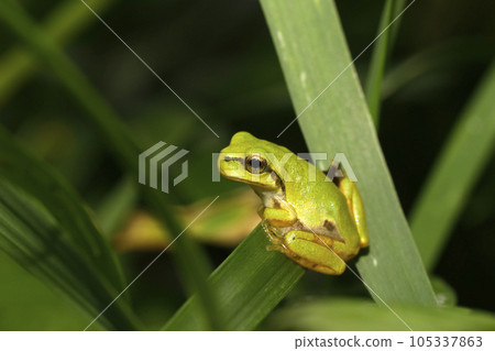Japanese tree frog juvenile Japanese tree frog juvenile 105337863
