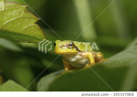日本樹蛙幼體 日本樹蛙幼體 105337868