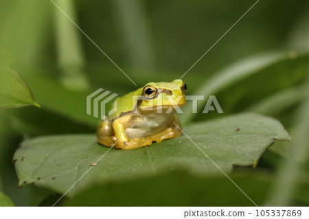 日本樹蛙幼體 日本樹蛙幼體 105337869