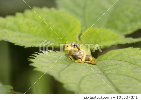 Japanese tree frog juvenile 105337871