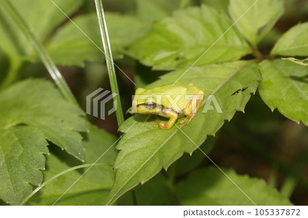 Japanese tree frog juvenile Japanese tree frog juvenile 105337872