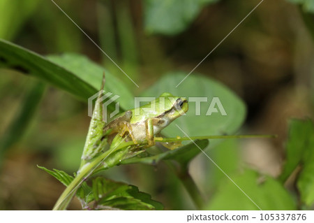 Japanese tree frog juvenile Japanese tree frog juvenile 105337876