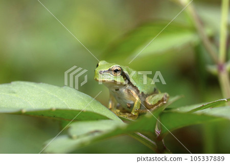 Japanese tree frog juvenile Japanese tree frog juvenile 105337889