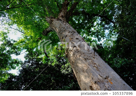 Nerima's famous tree Uchida family's zelkova 105337896