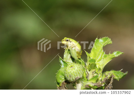 Japanese tree frog juvenile 105337902