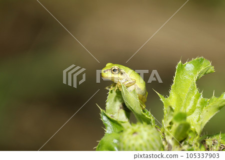 Japanese tree frog juvenile 105337903
