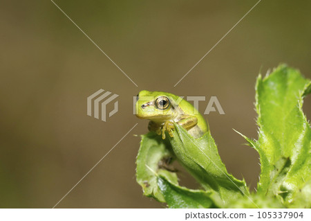 日本樹蛙幼體 105337904