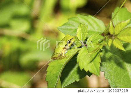 Japanese tree frog juvenile Japanese tree frog juvenile 105337919