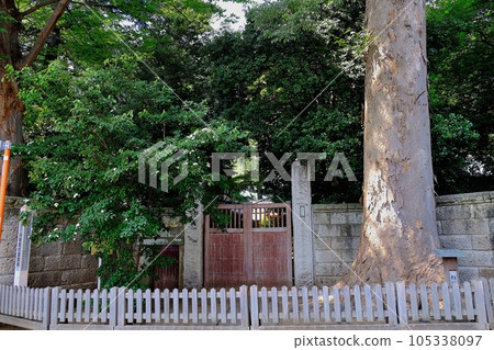 練馬名樹內田家櫸樹 練馬名樹內田家櫸樹 105338097