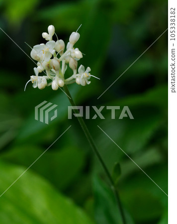 鴨跖草科的花 鴨跖草科的花 105338182