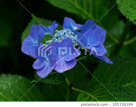 繡球花 繡球花 繡球花 繡球花 繡球花 繡球花 繡球花 繡球花 105338189