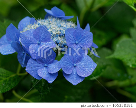 繡球花 繡球花 繡球花 繡球花 繡球花 繡球花 繡球花 繡球花 105338191