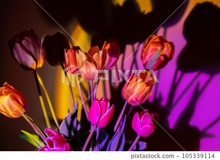 Pink colored tulip flower in neon light on yellow and violet gradient background in the night light. Creative dark holiday concept. Copy space greeting card Floral bouquet of fresh flowers. Aesthetic Pink colored tulip flower in neon light on yellow and violet gradient background in the night light. Creative dark holiday concept. Copy space greeting card Floral bouquet of fresh flowers. Aesthetic 105339114