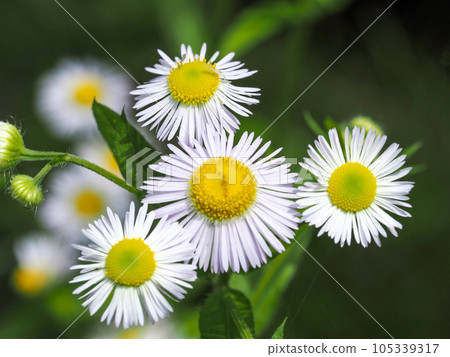 景觀與蓬 105339317