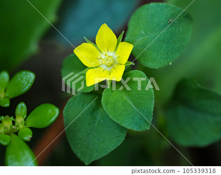 黃色小納比花 105339318