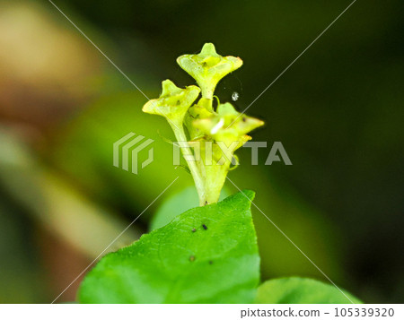 景觀與吊蘭 景觀與吊蘭 105339320