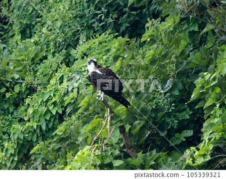 風景與魚鷹 風景與魚鷹 105339321