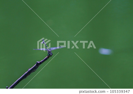 Onyama瞄準獵物 Onyama瞄準獵物 105339347