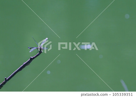 Onyama瞄準獵物 105339351