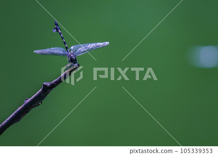 Onyama aiming at prey 105339353