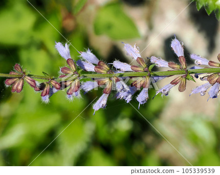 Scenery with Akinotamuraso 105339539