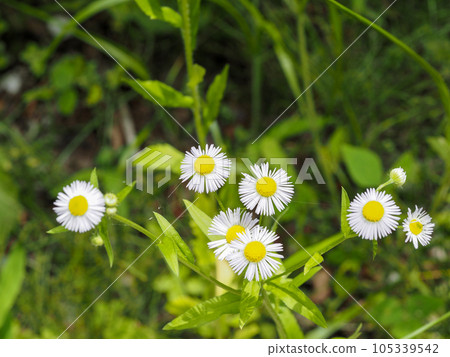 Landscape with fleabane 105339542