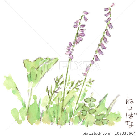 初夏雨季田野裡盛開的漂亮粉紅色 Nejibana 的水彩插圖 105339604