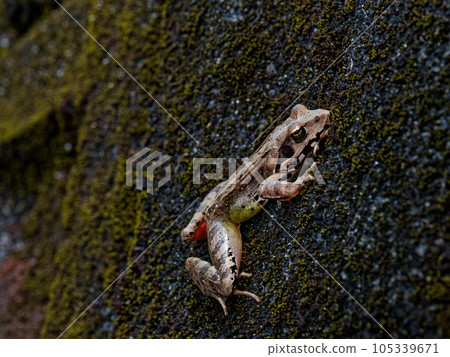 普通褐蛙 105339671