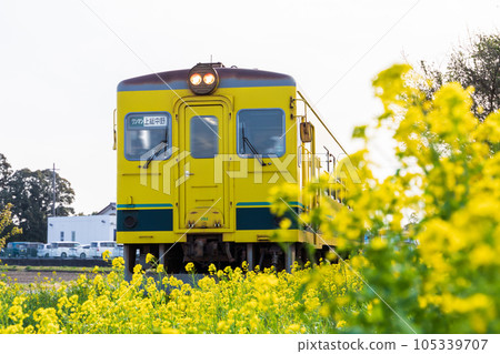 “千葉縣”Isumi鐵路,在油菜地中行駛的車輛 “千葉縣”Isumi鐵路,在油菜地中行駛的車輛 105339707