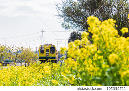 “千葉縣”Isumi鐵路，在油菜地中行駛的車輛 105339711