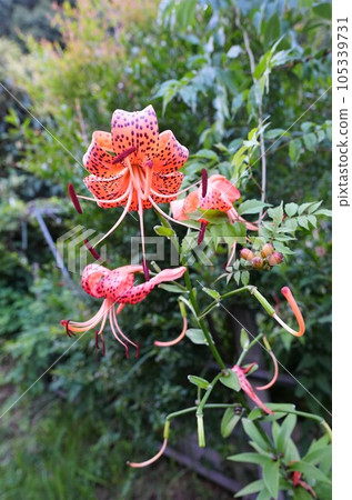 A lily that blooms on the roadside A lily that blooms on the roadside 105339731