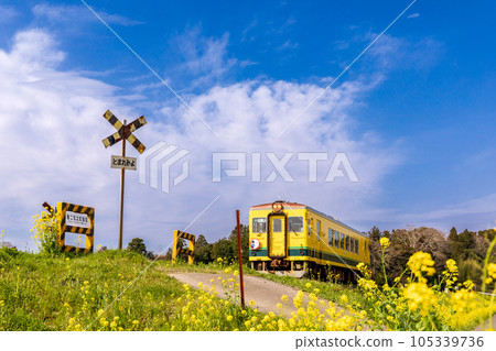 “千葉”夷umi鐵路道口和油菜花 105339736