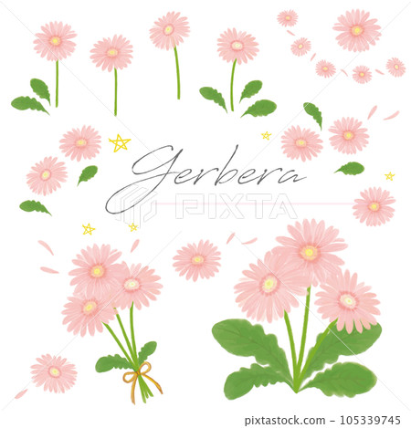 非洲菊粉紅色手繪水彩集矢量 105339745