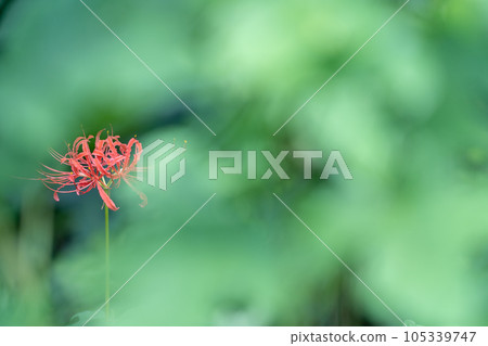 Blooming cluster amaryllis, autumn 105339747