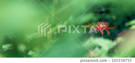 Blooming cluster amaryllis, autumn Blooming cluster amaryllis, autumn 105339755