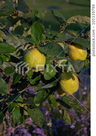 木瓜的果實 木瓜的果實 105339799