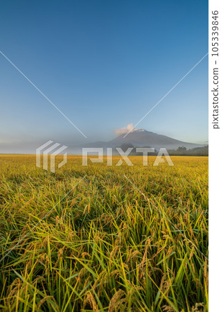 "Iwate Prefecture" golden rice and Mt. Iwate 105339846
