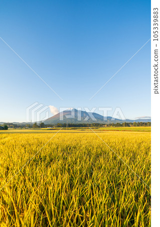 “岩手縣”黃金大米和岩手山 “岩手縣”黃金大米和岩手山 105339883