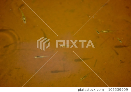 Wild black medaka Wild black medaka 105339909