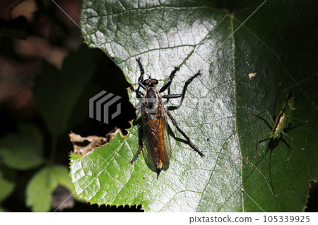 Sakigrome shikihiki Sakigrome shikihiki 105339925