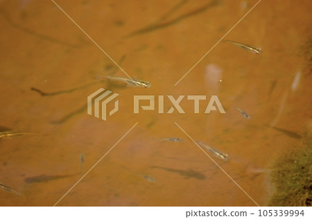 Wild black medaka 105339994