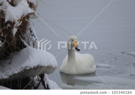 Hokkaido Swan on Lake Tofutsu 105340184