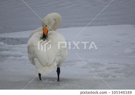 Hokkaido Swan on Lake Tofutsu Hokkaido Swan on Lake Tofutsu 105340189